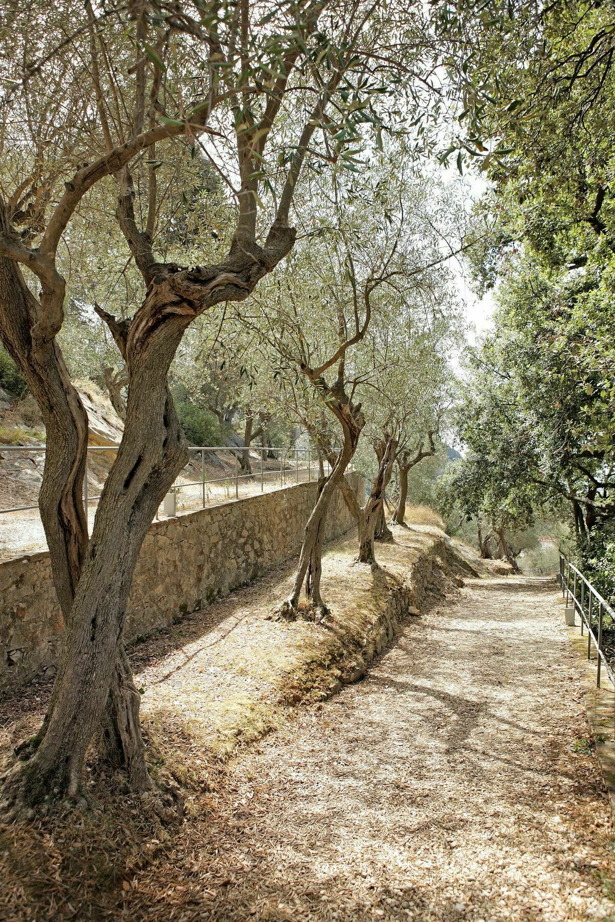 Bagni Di Pisa Palace & Thermal Spa - The Leading Hotels Of The World San Giuliano Terme Exterior foto Olive trees in Crete